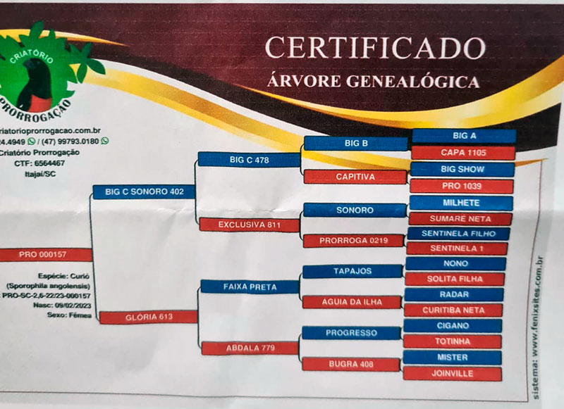 certificado-1.jpg (105 KB)